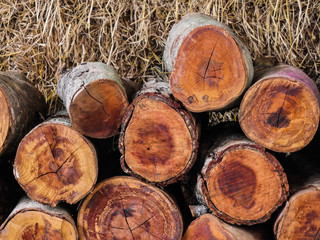 Fototapeta premium The log is stacked next to the straw stack on the farm.