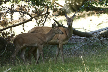 Red deer (Cervus elaphus)