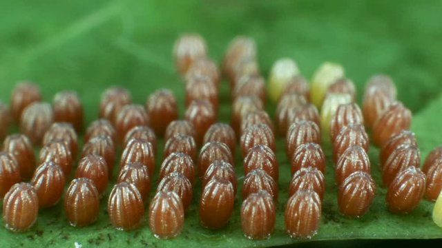 Eggs of the Gulf fritillary, (Agraulis vanillae). A heliconid butterfly whose larvae feed on passion vines (Passiflora) 