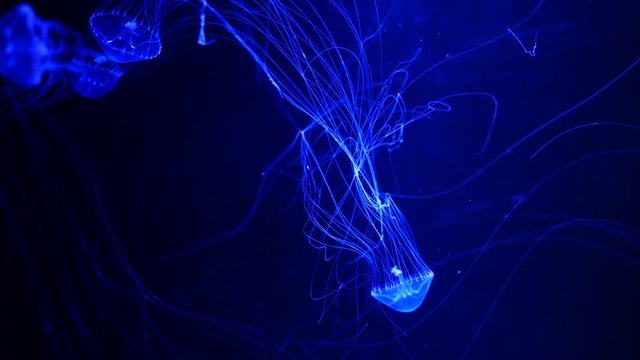 Close-up Jellyfish, Medusa in fish tank with neon light. Jellyfish is free-swimming marine coelenterate with a jellylike bell- or saucer-shaped body that is typically transparent.