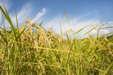 秋晴れ　稲穂　