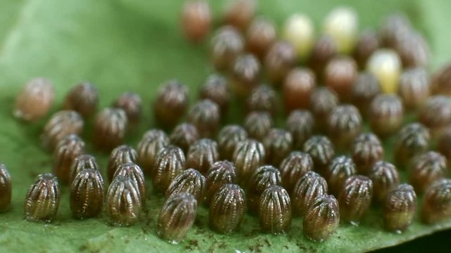 Eggs of the Gulf fritillary, (Agraulis vanillae). A heliconid butterfly whose larvae feed on passion vines (Passiflora). The caterpillars are ready to emerge from the egg. Time-lapse.
