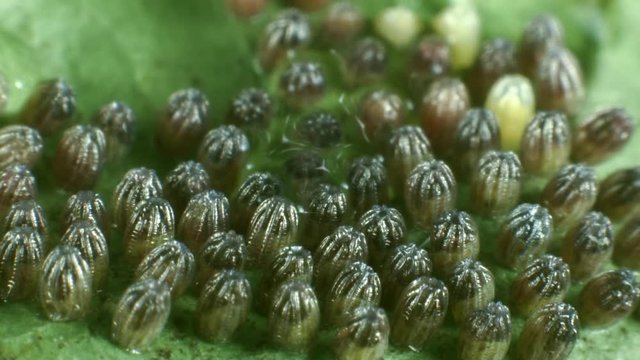 Eggs of the Gulf fritillary, (Agraulis vanillae). A heliconid butterfly whose larvae feed on passion vines (Passiflora) 