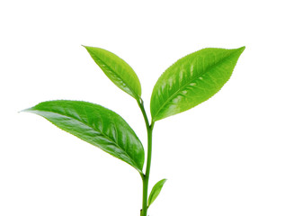 green tea leaf isolated on white background