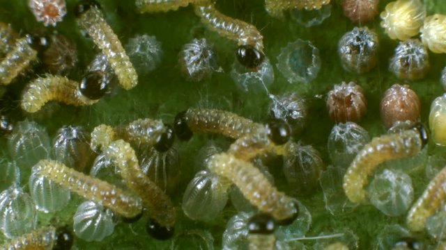 Hatching eggs of the Gulf fritillary, (Agraulis vanillae). A heliconid butterfly whose larvae feed on passion vines (Passiflora). The caterpillars are eating the egg shells.