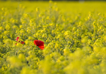 field of yellow flowers