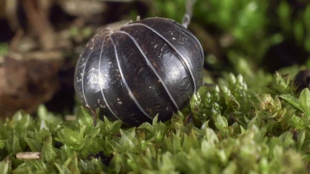 Pill woodlouse or pill bug (Armadilliidium sp.). These woodlice roll into a ball as a defence from predators.