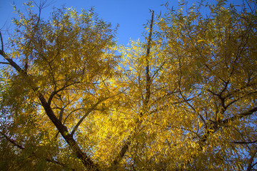 Cottonwood Tree Yellow Leaves
