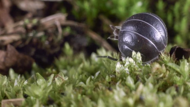Pill woodlouse or pill bug (Armadilliidium sp.). These woodlice roll into a ball as a defence from predators.