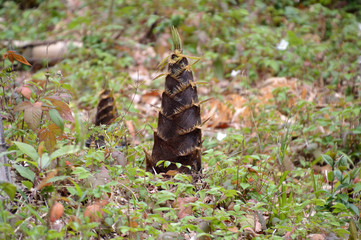 春の竹林に顔を出した竹の子