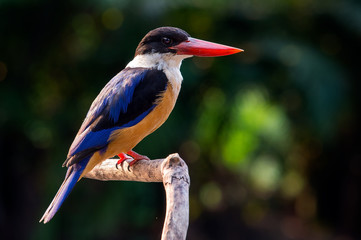 Black-capped Kingfisher