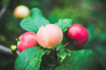 Ripe apples on the tree. Selective focus. Shallow depth of field.