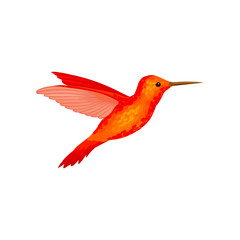 Hummingbird, tiny colibri with bright orange plumage vector Illustration on a white background