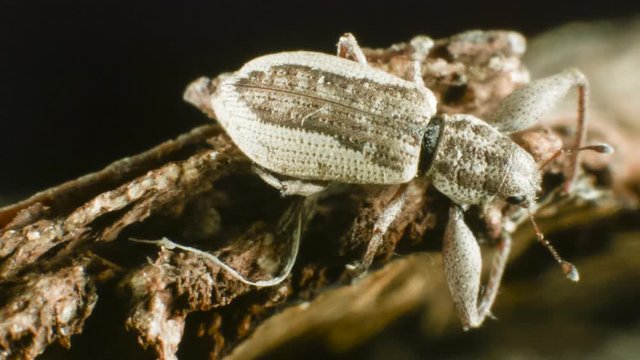 A small weevil (family Curculionidae) on a branch in the Ecuadorian Andes