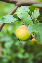 Ripe apples on the tree. Selective focus. Shallow depth of field.