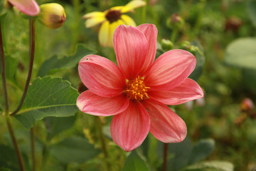 beautiful, tender, bright red flower closeup on green background