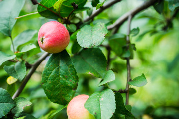 Ripe apples on the tree. Selective focus. Shallow depth of field.