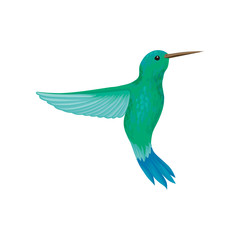 Hummingbird, tiny colibri with bright turquoise plumage vector Illustration on a white background