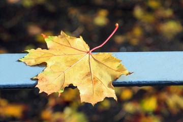 Fallen autumn yellow maple leaf with a blurred background.