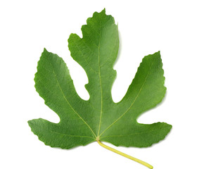Fig leaf isolated on white background. top view
