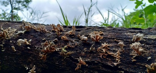 Mushrooms or fungus on a tree at farm