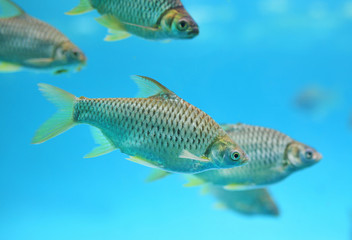 Group of Java barb fish (Barbonymus gonionotus) swimming in aquarium.
