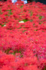 A cluster amaryllis at Gongendo Park in Satte City, Saitama Prefecture, Japan