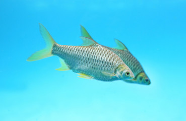 Java barb fish.