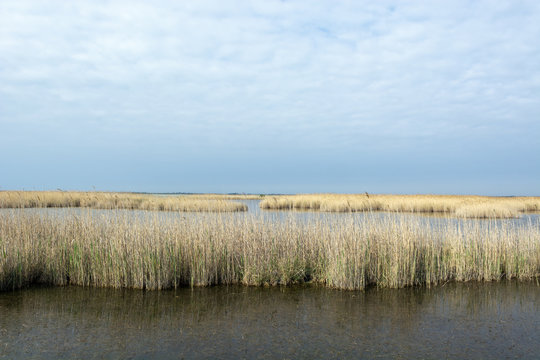 Petite Camargue &eacute;tang du Charnier