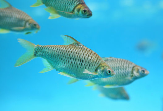 Group of Java barb fish (Barbonymus gonionotus) swimming in aquarium.
