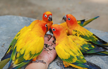 Sun conure parrots are eating food on hand.