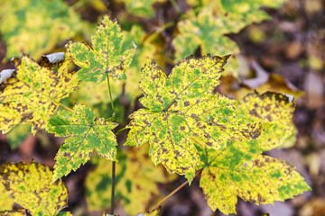 plants in autumn. colorful weathered leaves of autumnal maple tree during fall season