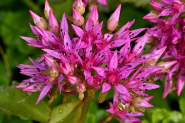 Камнеломка фиолетовая в саду