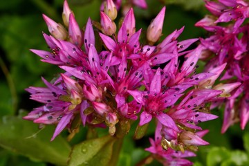 Камнеломка фиолетовая в саду