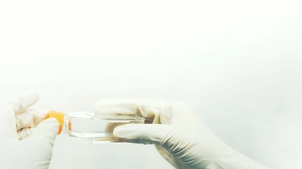 Closeup image of the woman researcher holds a cell culture flask for monolayers cells in the culture medium to do the lab test in the laboratory room with copy space.