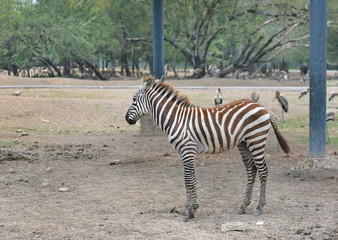 Fototapeta na wymiar Zebras in the zoo.