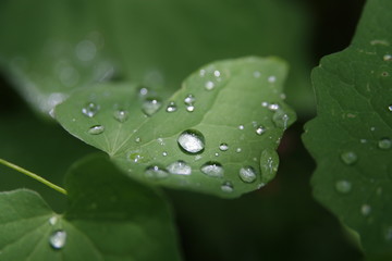 water drops on green leaf