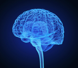 Human brain X-ray scan , Medically accurate 3D illustration