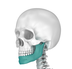 Human scull and marked lower jawl. 3D illustration .