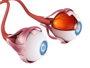 Eye anatomy - inner structure, Medically accurate 3D illustration .