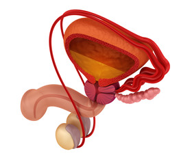 Prostate and male reproductive system , 3D rendering