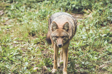 Coyote (Canis latrans) peers through thick green forest canopy in early fall, vintage garden setting