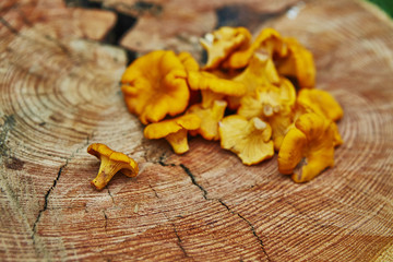 Obraz na płótnie Canvas Forest wild chanterelles served on wooden plate in green grass