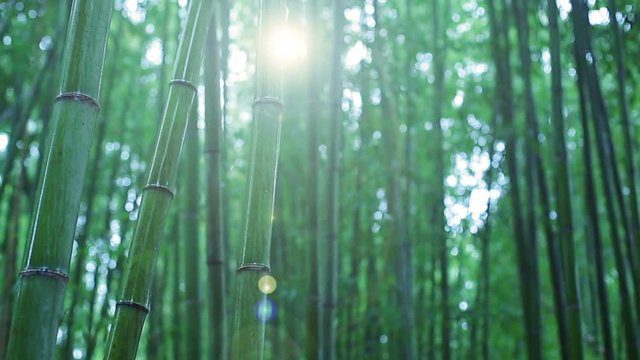 Morning in bamboo forest after rain. Arashiyama, Japan.