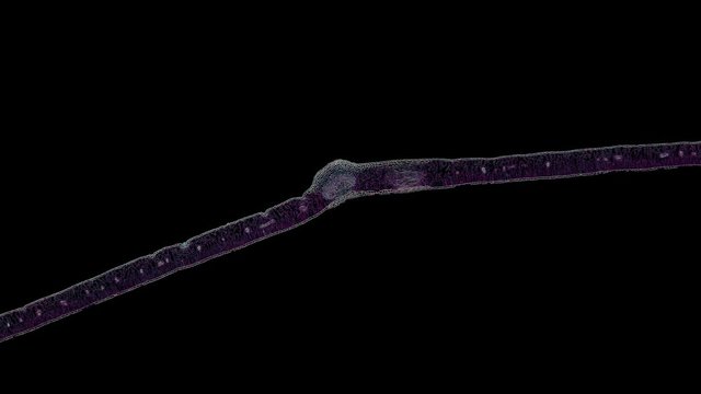 privet leaf - cross section cut under the microscope &ndash; microscopic view of plant cells for botanic education