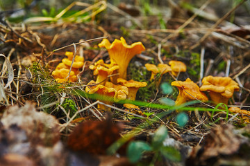 large group of chanterelles growing in forest