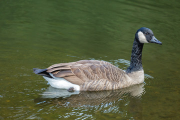 Canadian goose in water