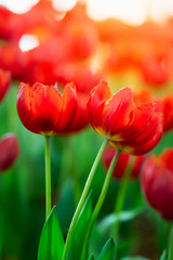 red tulips in the garden