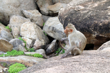 The monkeys around Hanuman (yes, the monkey god) Temple at Anjana Hill