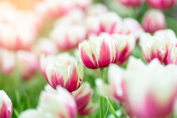 Fototapeta na wymiar Pink tulips in the garden